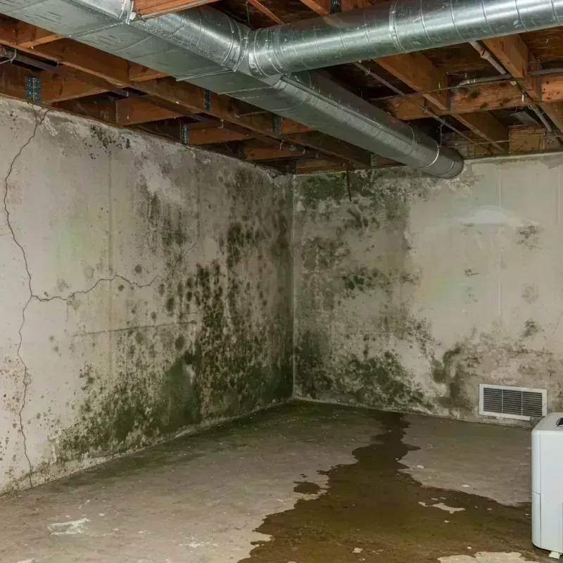 Professional Mold Removal in Clementon, NJ